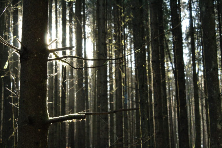 Energetische Sitzungen auch im Wald